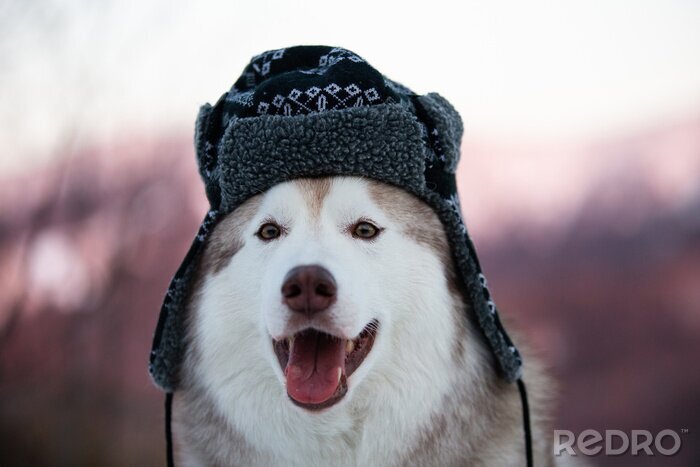 Husky