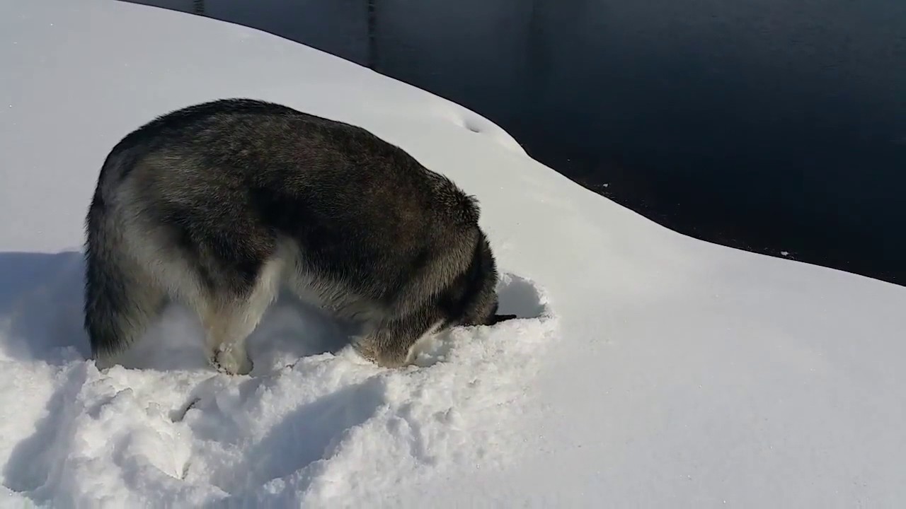 Husky